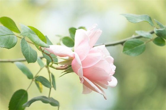 无助又必须坚强的句子 告诉自己要坚强的句子