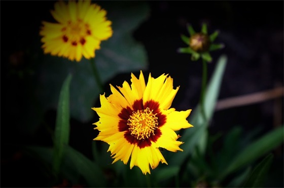 那么那么那么写句子一年级