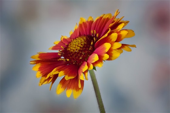 关于爱情的句子 一切都只是幻想罢了