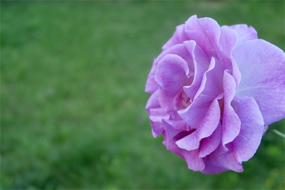 儿女双全的赞美句子 祝福朋友儿女双全的句子