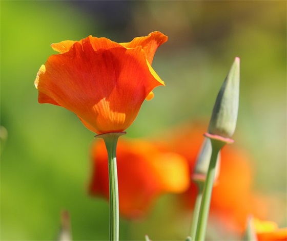描绘男婚女嫁的句子摘录精选 优美的句子摘录