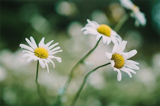 正直善良正能量的句子