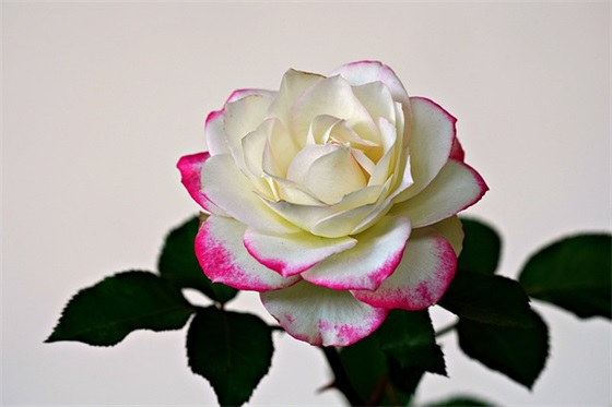 全部汉语拼音组合 所有拼音组合句子