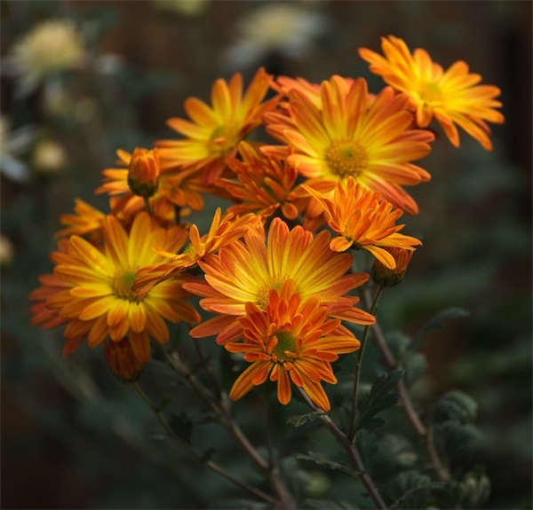 2026年简短的励志语录摘录