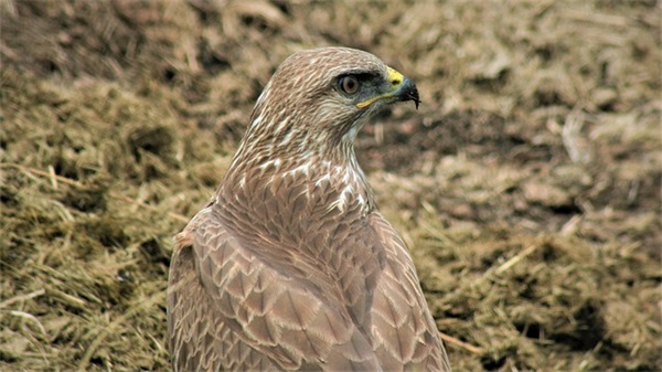 关于示爱搞笑经典语录