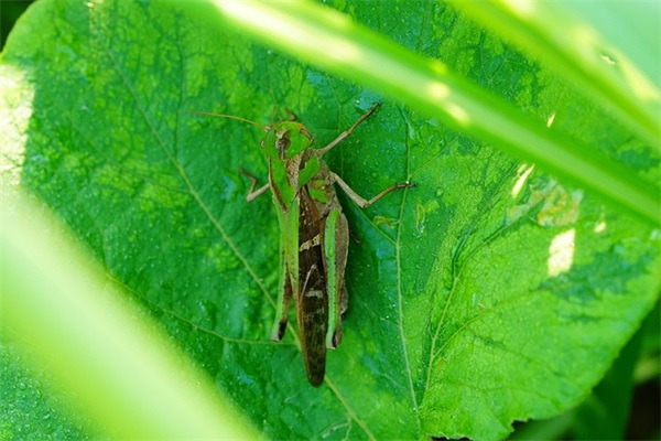 唯美的爱情语录