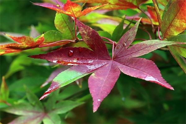 部队军人励志语录 军人励志名言警句