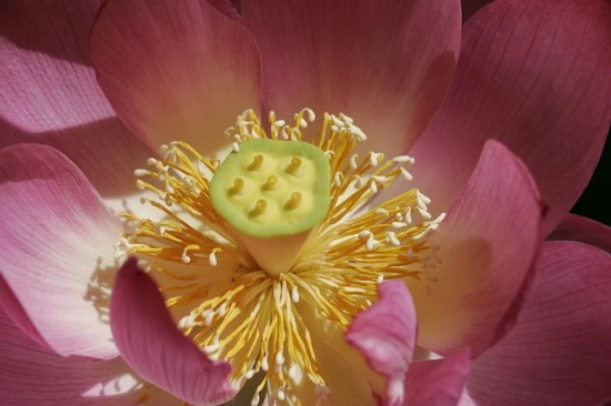 描写赞美梅花的诗句 赞美梅花的诗句 古诗