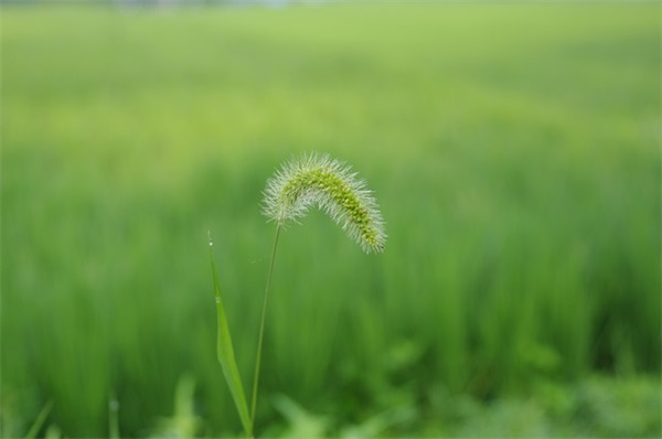 兔年新春祝福金句 兔年新春祝福视频