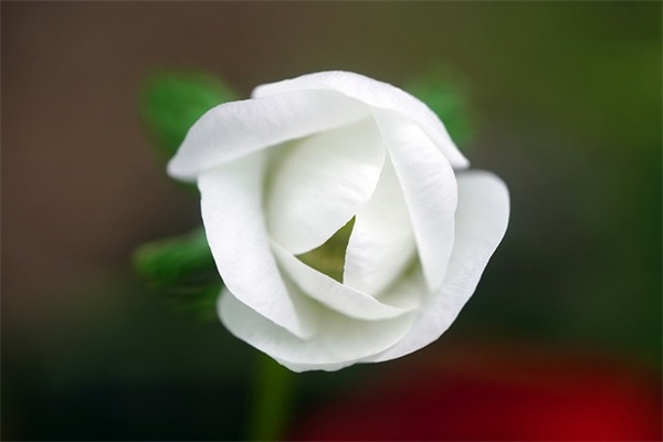 17年圣诞节祝福短信85句