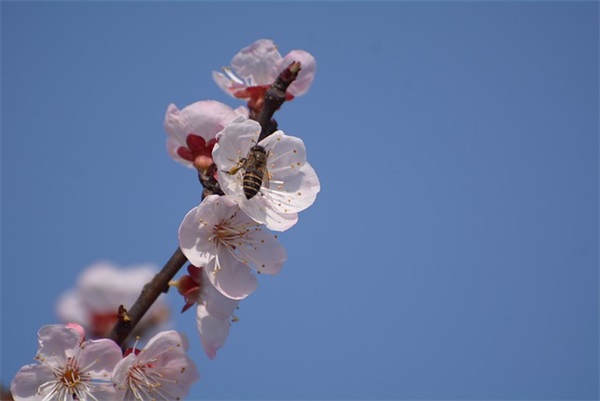 2025年春节祝福短信86句