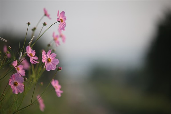 2025教师节短信祝福语简短
