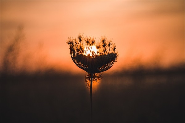 除夕夜祝福语大全 2025年虎年春节祝福语