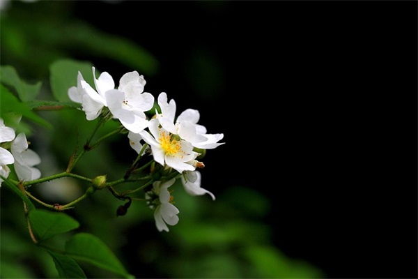 中秋节的祝福语短句大全 中秋节祝福语简短