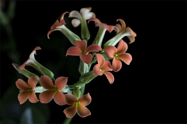 唯美的春节祝福语72句