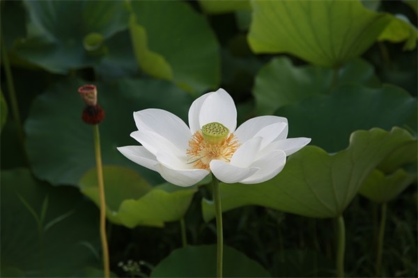 2025最火元宵节祝福文案
