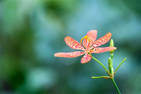 苹果更新系统要多久