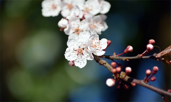花呗多久还款 花呗多久还款