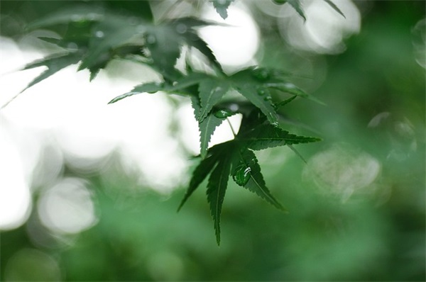 赞美冬天的好词好句
