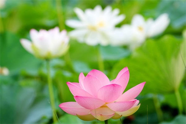 海伦凯勒《假如给我三天光明》好词好句