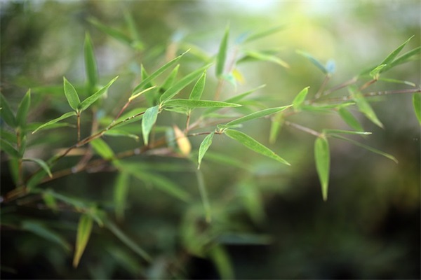 好听吉利的网名