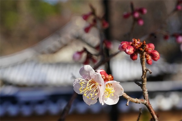 qq网名带有安妮 qq网名带有安妮