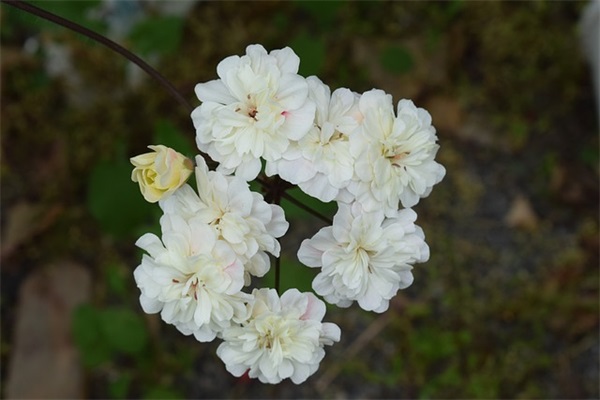 个性网名 带星字
