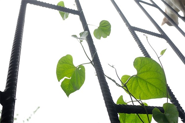 情人节送普通朋友短信99句