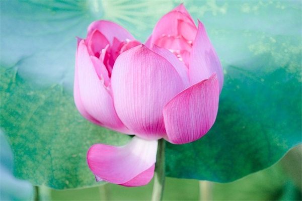 圣诞情人祝福短信84句