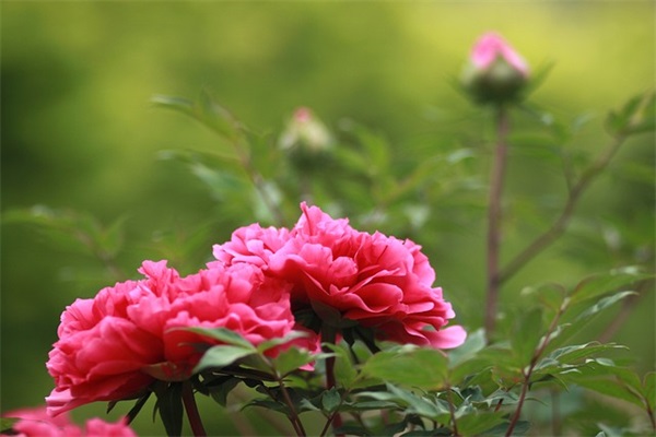 端午节友情祝福短信91句 端午节友情祝福短信91句