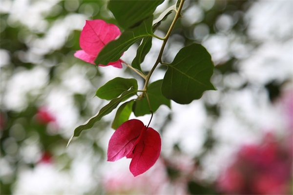 发给教师的祝福短信85句