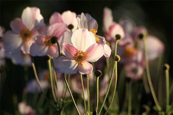 最新教师节短信祝福81句