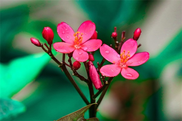 7.14情人节祝福短信81句