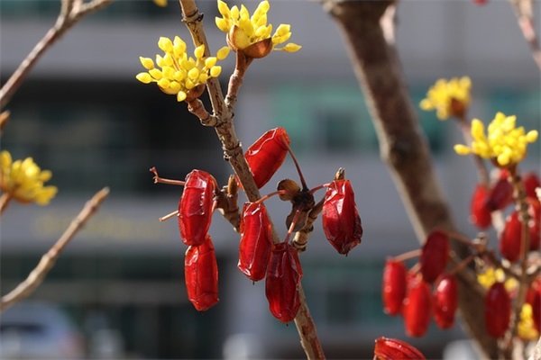 春节送礼短信80句 春节送礼短信80句