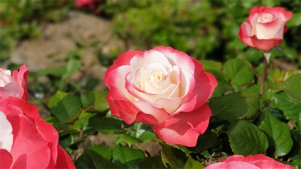 泡妞短信秘籍85句