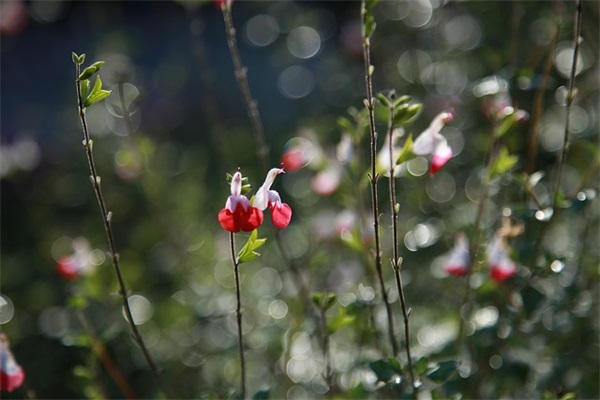 春节战友祝福短信83句 春节战友祝福短信83句