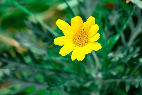 祝教师节快乐的短信84句