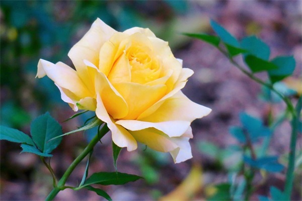 中秋节教师节短信82句