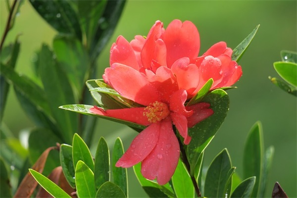 给长辈元宵节短信80句