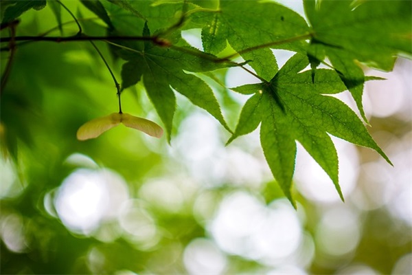 祝福姐姐结婚的短信84句 祝福姐姐结婚的短信84句