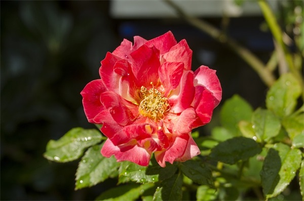 教师节祝福手机短信81句 教师节祝福手机短信81句