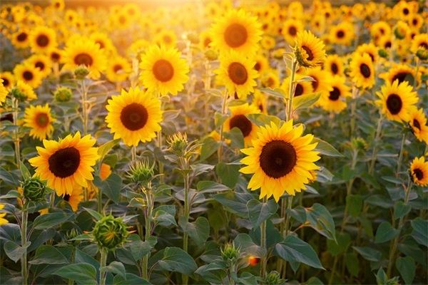 七夕节短信大全84句 七夕节短信大全84句