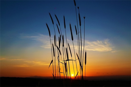 除夕问候短信84句 除夕问候短信84句