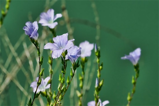 带菊花的诗句71句 带菊花的诗句71句