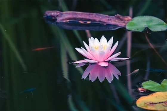 高二学生期末寄语汇总 【高二年级期末家长寄语】